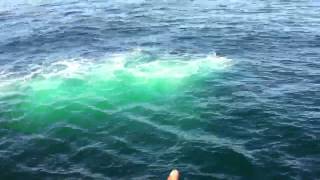 Cute girl sees a whale