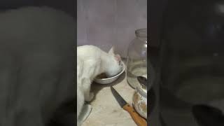 Когда дали котику по есть ну ему мало Когда дали котику по есть ну ему мало