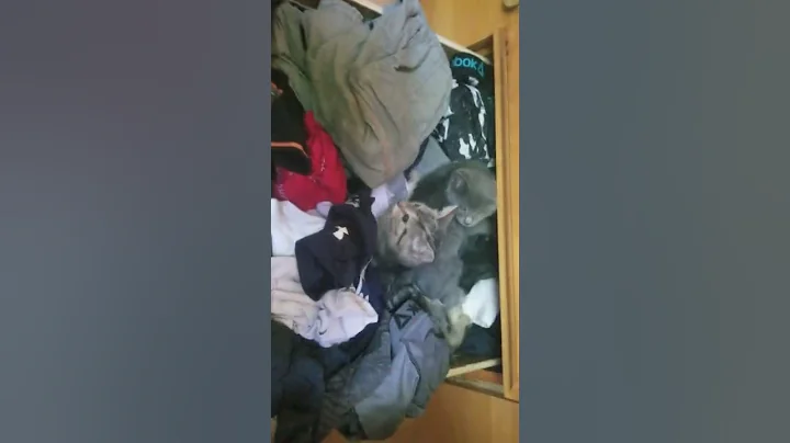 Silly Kittens in the Drawer