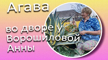 Агава - очень живучий суккулент / Сад Ворошиловой