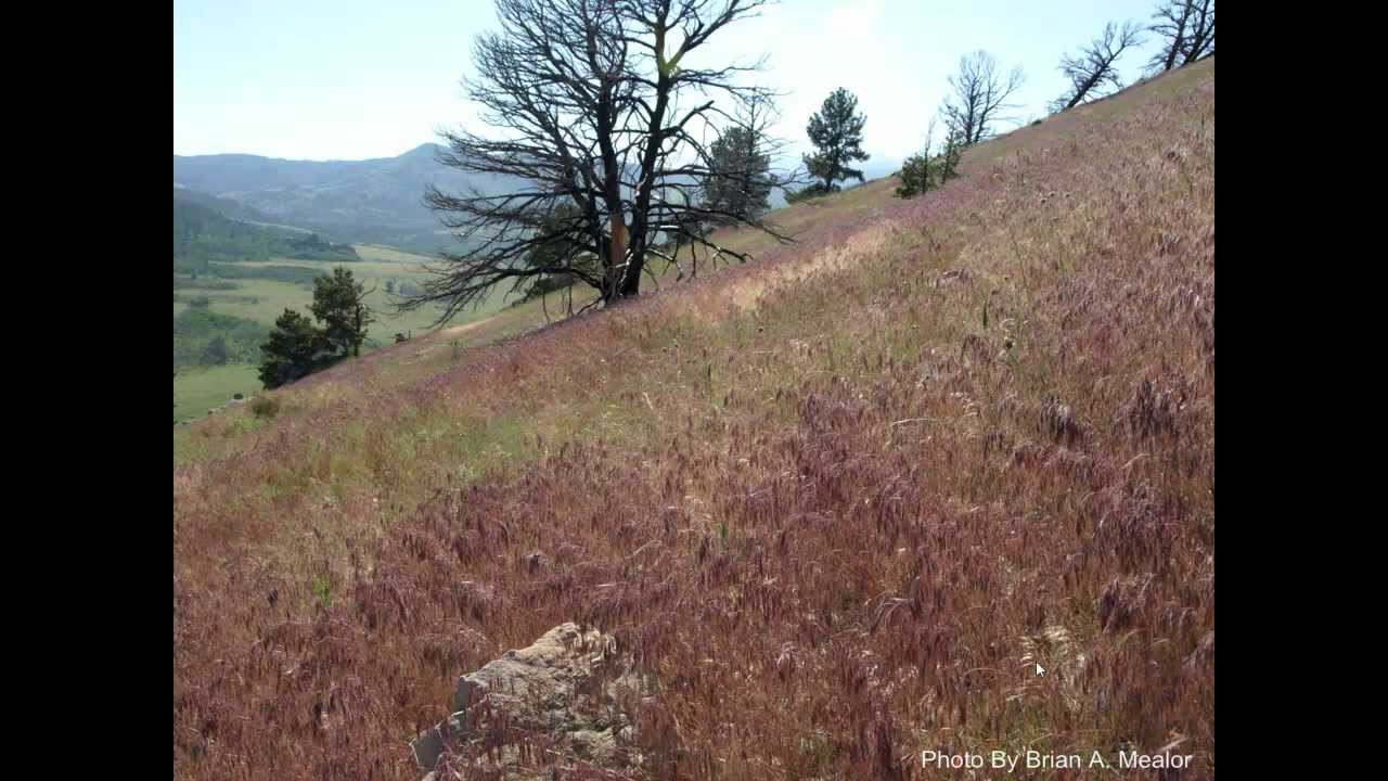Cheatgrass Biology & Impacts - Cheatgrass Workshop