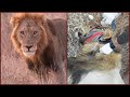 Huge Male Lion Caught in a Poacher's Snare! Here's What Happened.