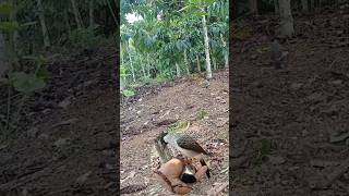 Download Lagu #kutilangpikat #burung #kutilang #suaraburungkutilang #kicaumania #pemikatkutilang #suarakutilang MP3