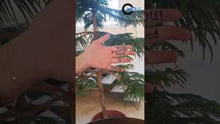 4Mp Wi-Fi Dual Lens Camera