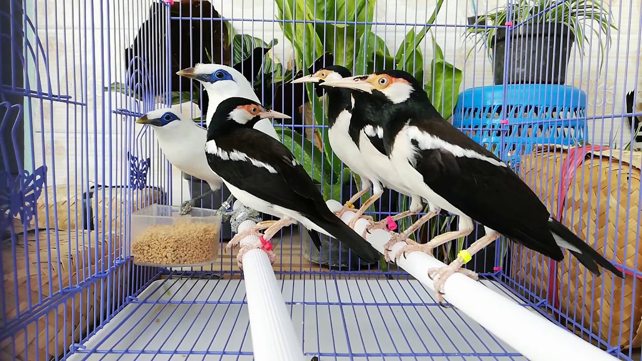 Burung Jalak Bali & Jalak Suren Siap Tangkar 