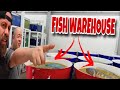 We found a super rare fish inside a warehouse in thailand