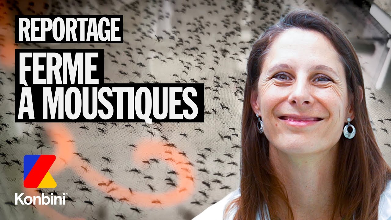 Moustiques : On perce les secrets de ces insectes aussi discrets que redoutés.