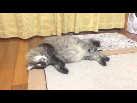 夢を見る猫