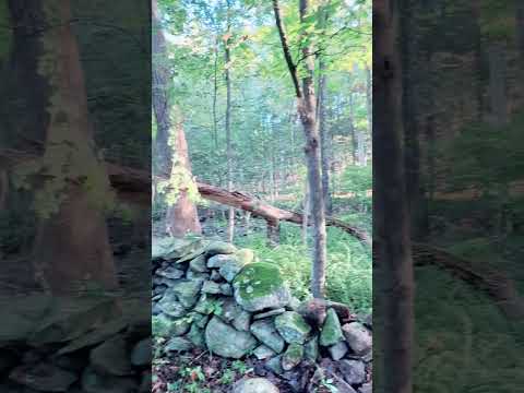 Brush Clearing on the NEW Property! 