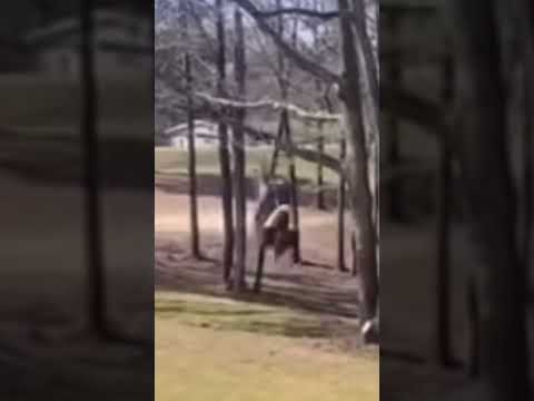 Try Not To Laugh Dumb Ways To Die