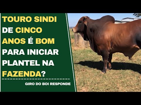 TOURO SINDI DE CINCO ANOS É BOM PARA INICIAR PLANTEL NA FAZENDA?