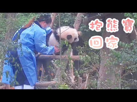 《熊貓早晚安》幼稚園的熊貓寶寶怎麼回家？ | iPanda熊貓頻道
