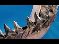 10 facts on the largest shark megalodon