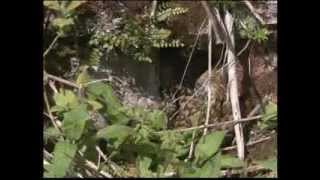 (Part 2) BBC Springwatch 2012 - Episode 10