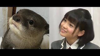 【さくら学院】#カワウソの画像をアップすると近い構図の新谷ゆづみの画像が送られてくる