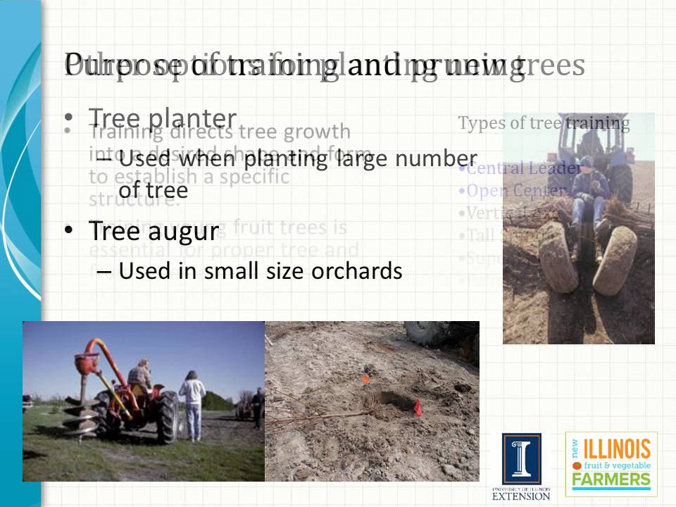 Basic Fruit Production YouTube