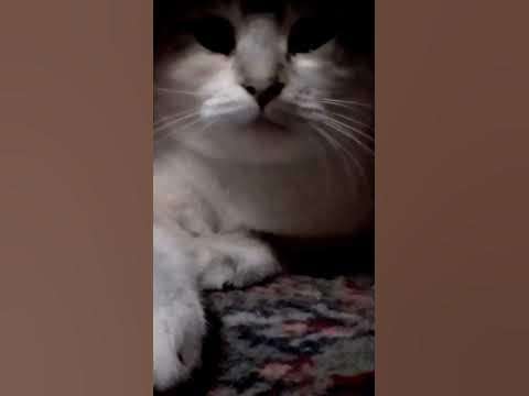 Пуся - YouTube