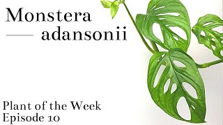 How To Care For Monstera adansonii | Plant Of The Week Ep. 10
