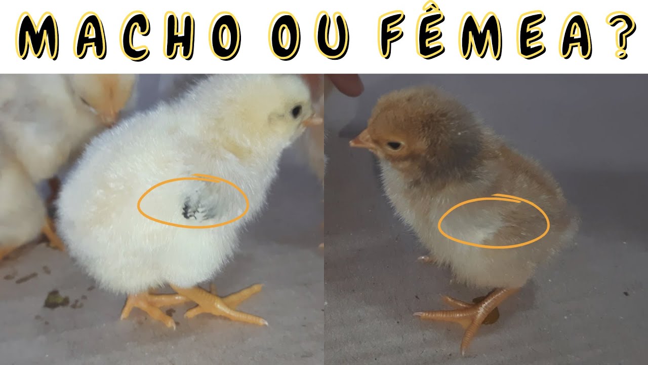 COMO SABER SE O PINTINHO É MACHO OU FÊMEA | E AÍ, PESSOAL | Por Marcos ...