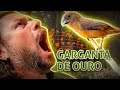 CURIÓ GARGANTA DE OURO! | RICHARD RASMUSSEN