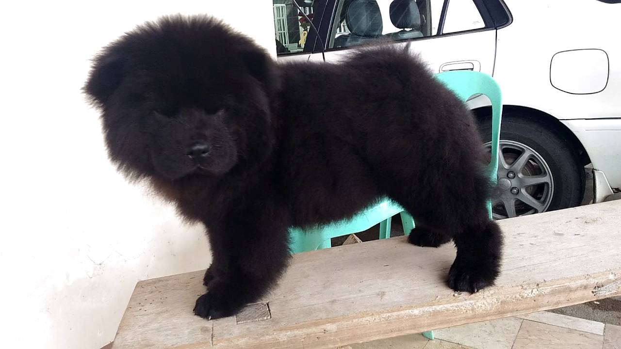 chow chow pure