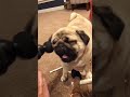 Funny pug##cat聽#cats聽#catsmoves聽聽聽#fyp聽#foryou聽#funnycats聽#f... #Shorts #courage.in.the.sky