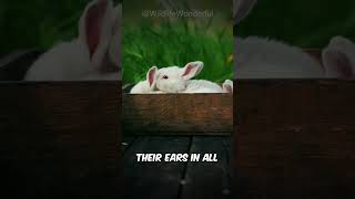Rabbits 360 Degree Ultimate Vision