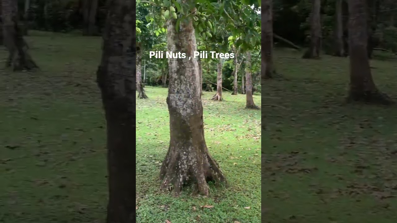 Pili Nuts in Bicol, the healthiest nut in the world . #pilinuts #bicol