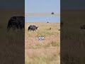 Hienas VS Búfalos #animales #depredadores #fauna #hiena #bufalo #shorts