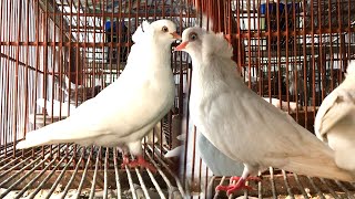 Beautiful American Domestic Show Flight pigeon Breeds