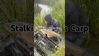 Stalking grass carp while carp fishing with my son.
