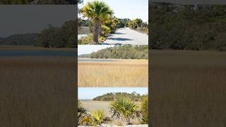 Taking Photos Everyday ~ Day 340 #photography #art #landscape #marsh #travel #coastal