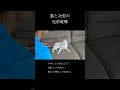 プンプン猫。　 #保護猫 #猫 #猫のいる暮らし