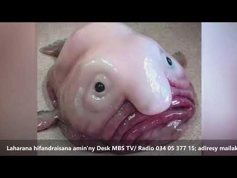 NY VAOVAO MBS ALAKAMISY 21 MAY 2026