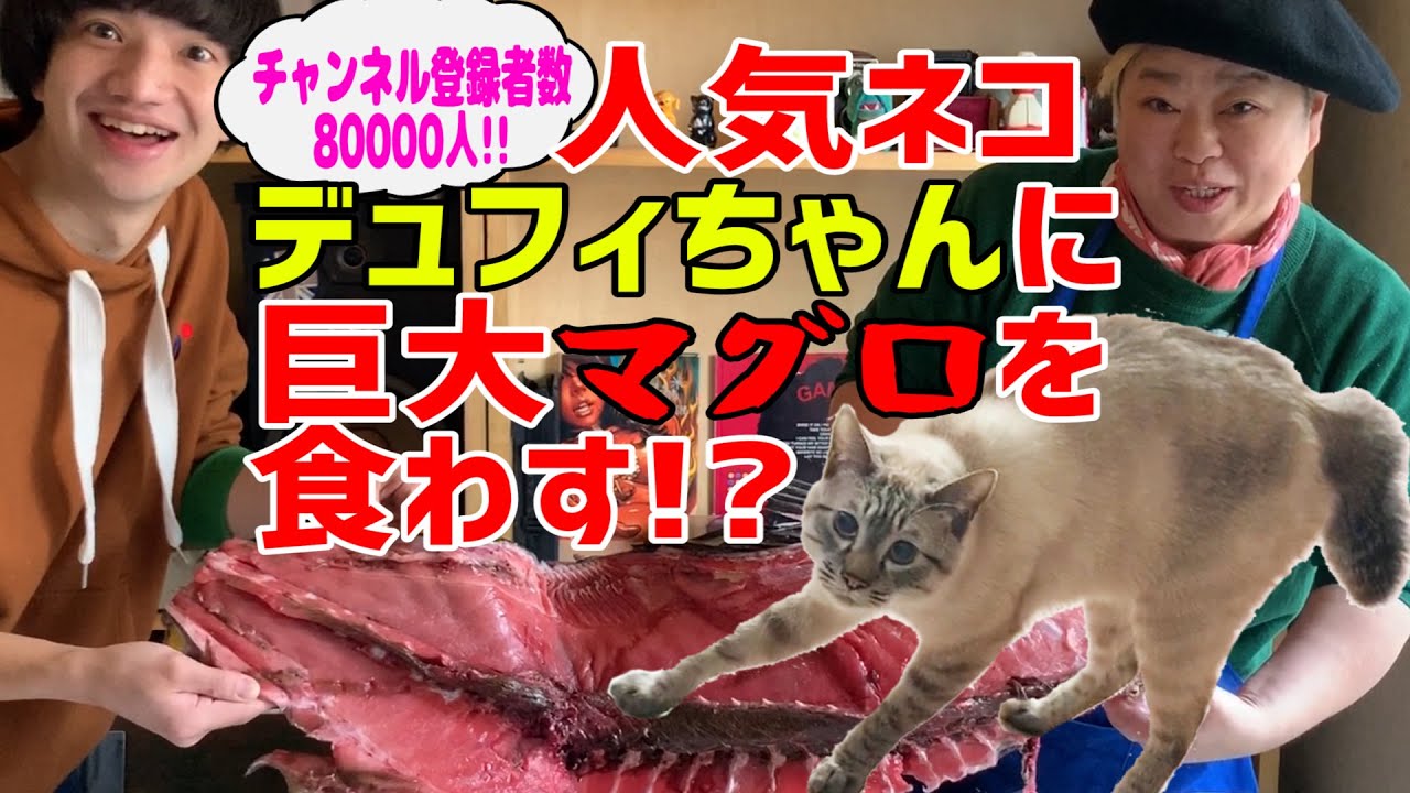人気ネコ デュフィちゃんに巨大マグロを食わす Youtube