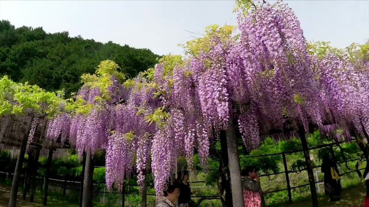息を呑む絶景！新緑と藤色が織りなす魅惑の藤回廊 - YouTube