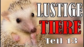 Süße und Lustige Tiervideos ( Teil 13) ||  Stern DuTube