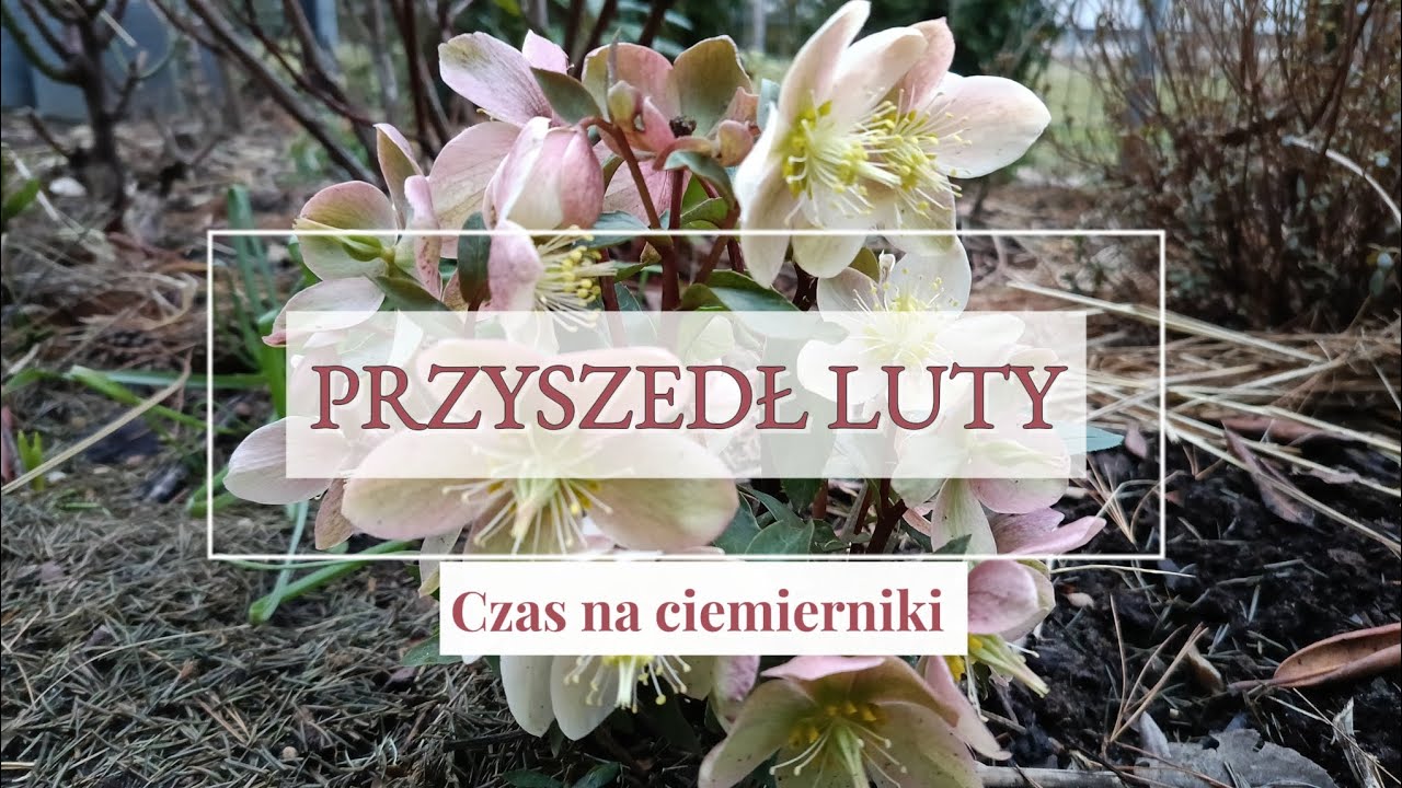 PRZYSZEDŁ LUTY - Czas na CIEMIERNIKI