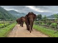 The Happy Daily Routine Of Kham Lha Herd - ElephantNews
