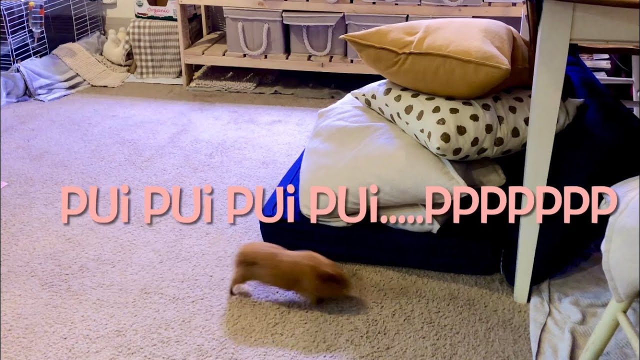 Guinea pig Running around  モルモット プイプイ走り回る！