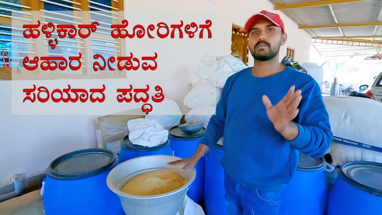 Hallikar bulls daily food routine - Shivu explains
