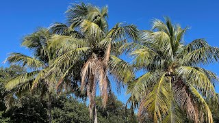 The GOAT 🐐of ALL plants EVER! Coconut Palm 🌴 - Cocos nucifera