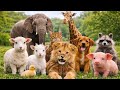 Animal sound for kids🦒🐧🐱 Cute Animal Sound Learn Wild and Farm Animals