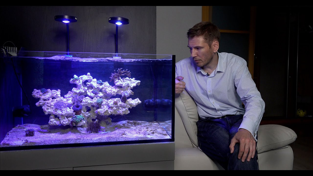 Запуск морского аквариума  4 серия Новые рыбки