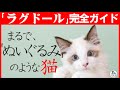 中身は小悪魔…!?外見はぬいぐるみ…!【ラグドール魅力紹介】飼いやすい猫種ランキング上位常連の理由と魅力を解説します!猫種紹介#5