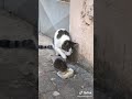 شاهد لةالقطه تخاف من الجرذان الجريدي شاهد لةالقطه تخاف من الجرذان الجريدي