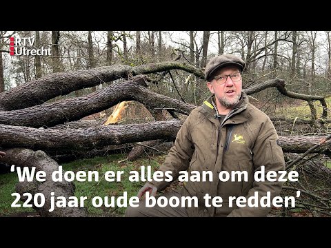 Deze oude Linde werd geveld door de storm: kan ze het overleven?