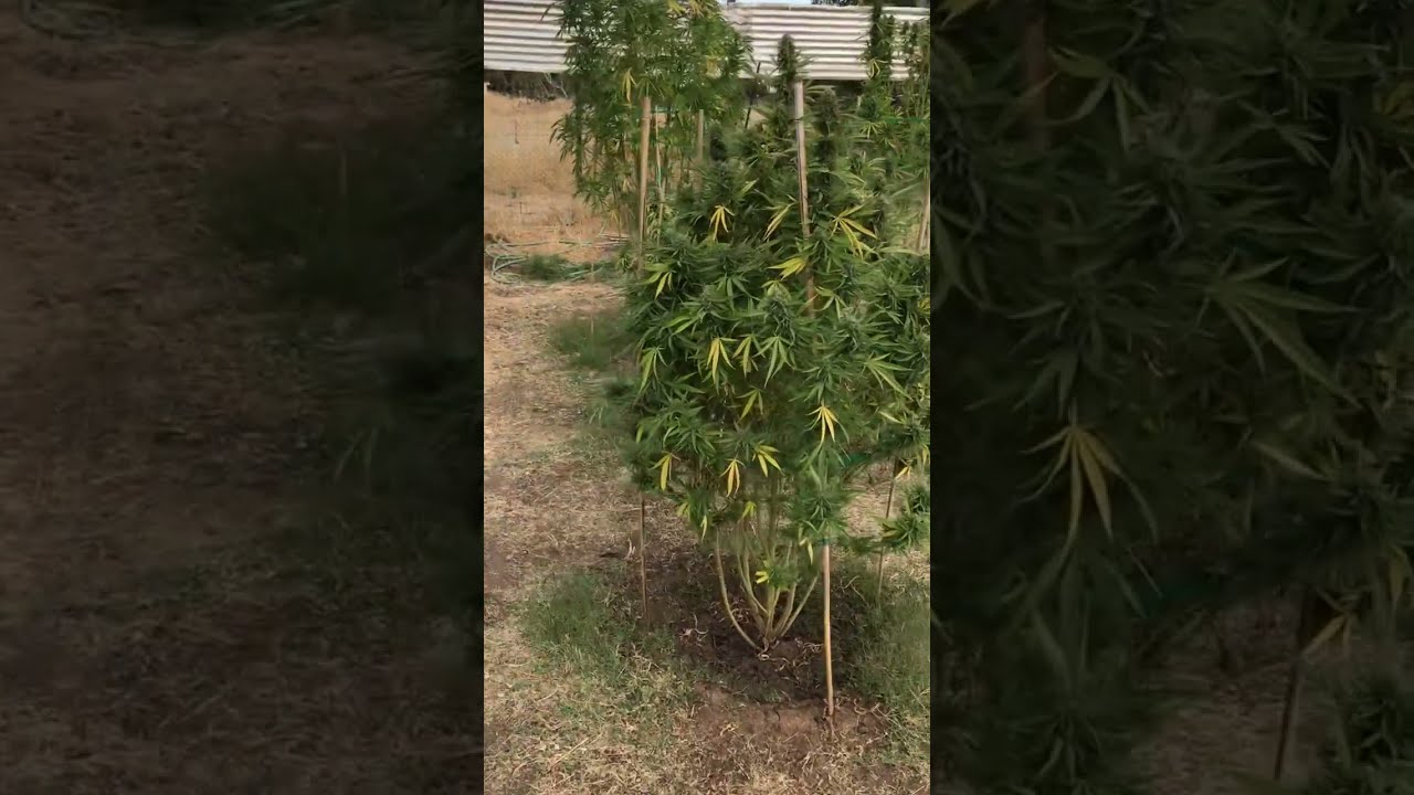Outdoor Grow Jet Blaze Jungle Est.24 Part.2