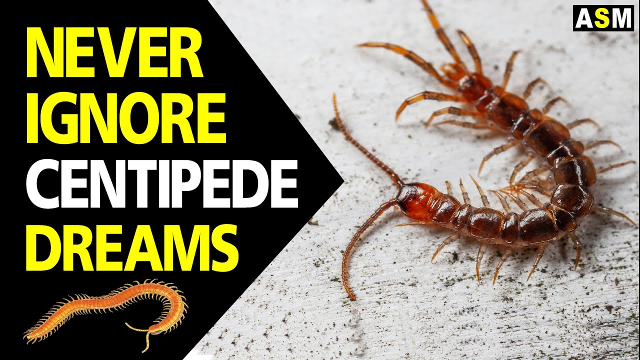 what-does-centipede-dream-meaning-dreaming-of-centipede-mean