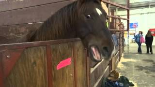 A Horse Neighing , Clip 1